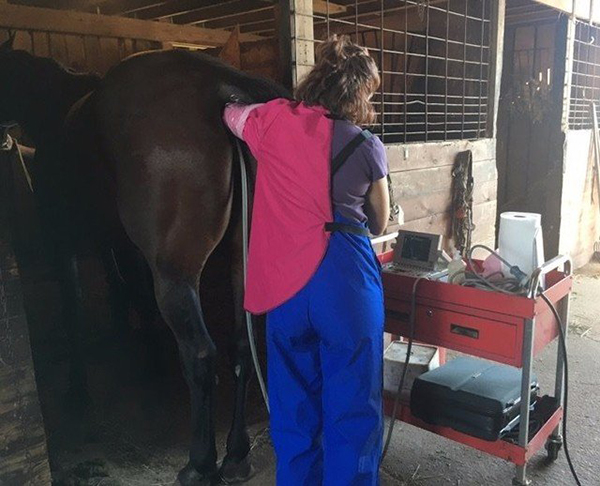 Effective Equine Medication for Your Horses | Veterinarian in LaGrange, IN  | LaGrange Veterinary Clinic
